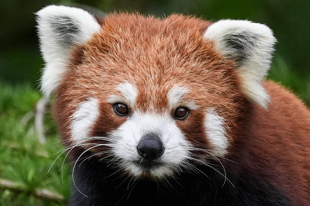 Language Matters | How did giant panda eclipse 'true panda', the