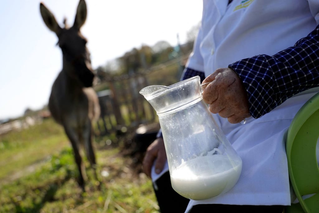 Veiz Basha holds a jar of freshly milked donkey milk at his donkey farm, near Gjirokaster, in 2024. Photo: AFP