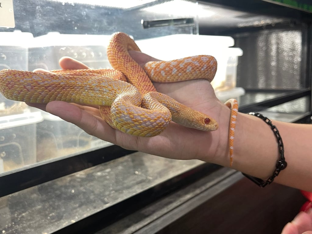 A snake at Fishman Shop, a reptile specialist in Mong Kok, Hong Kong. Photo: Austin Zhang A snake at Fishman Shop, a reptile specialist in Mong Kok, Hong Kong. Photo: Austin Zhang