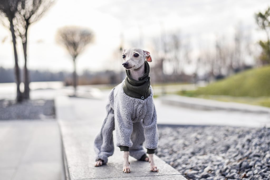 Short-haired breeds like Italian greyhounds can benefit from jackets. Photo: Shutterstock Short-haired breeds like Italian greyhounds can benefit from jackets. Photo: Shutterstock