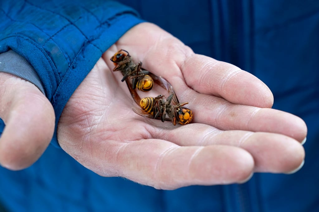 A Washington state Department of Agriculture worker holds two of the dozens of Asian giant hornets vacuumed from a tree in October 2020, in Blaine, Washington. Photo: AP A Washington state Department of Agriculture worker holds two of the dozens of Asian giant hornets vacuumed from a tree in October 2020, in Blaine, Washington. Photo: AP