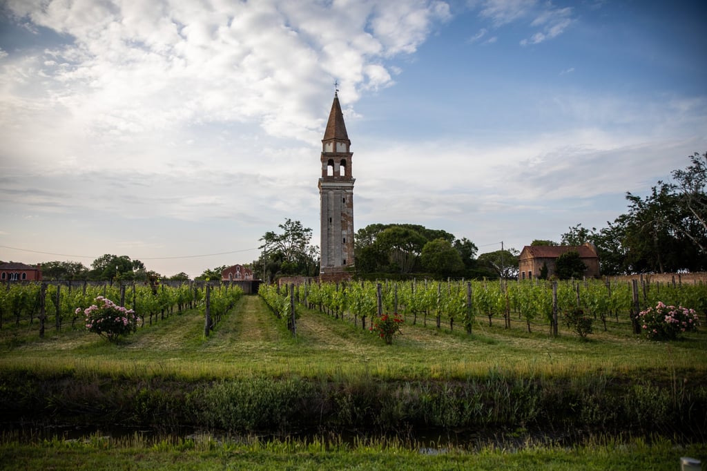 The vineyard and grounds at Venissa. Photo: Handout The vineyard and grounds at Venissa. Photo: Handout
