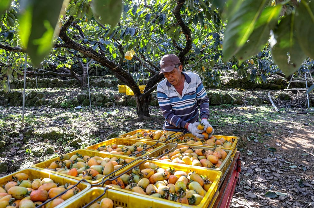 Lo Chih-neng puts harvested persimmons into plastic crates at his farm. Photo: AFP