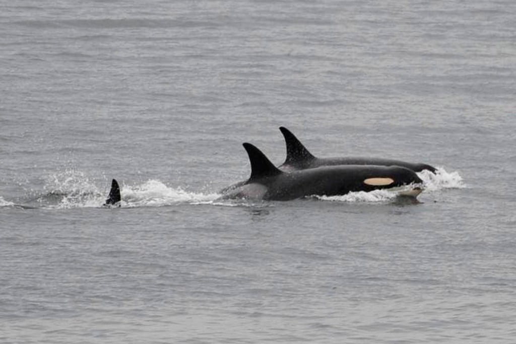 An orca known as Tahlequah, foreground, swims with others near San Juan Island in Washington state. File photo: AP