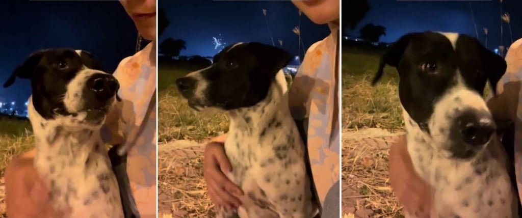 The woman in Thailand patted and comforted the dog throughout the fireworks display. Photo: TikTok