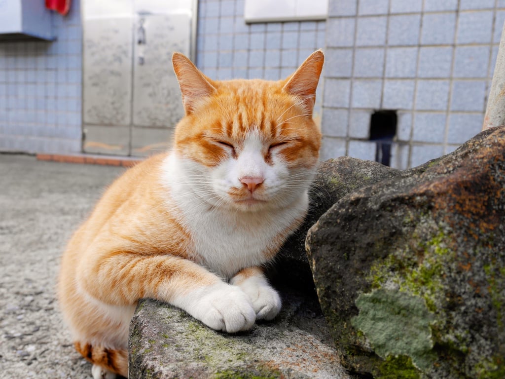 The curious cat caused keystroke chaos leaving its owner out of work. Photo: Shutterstock