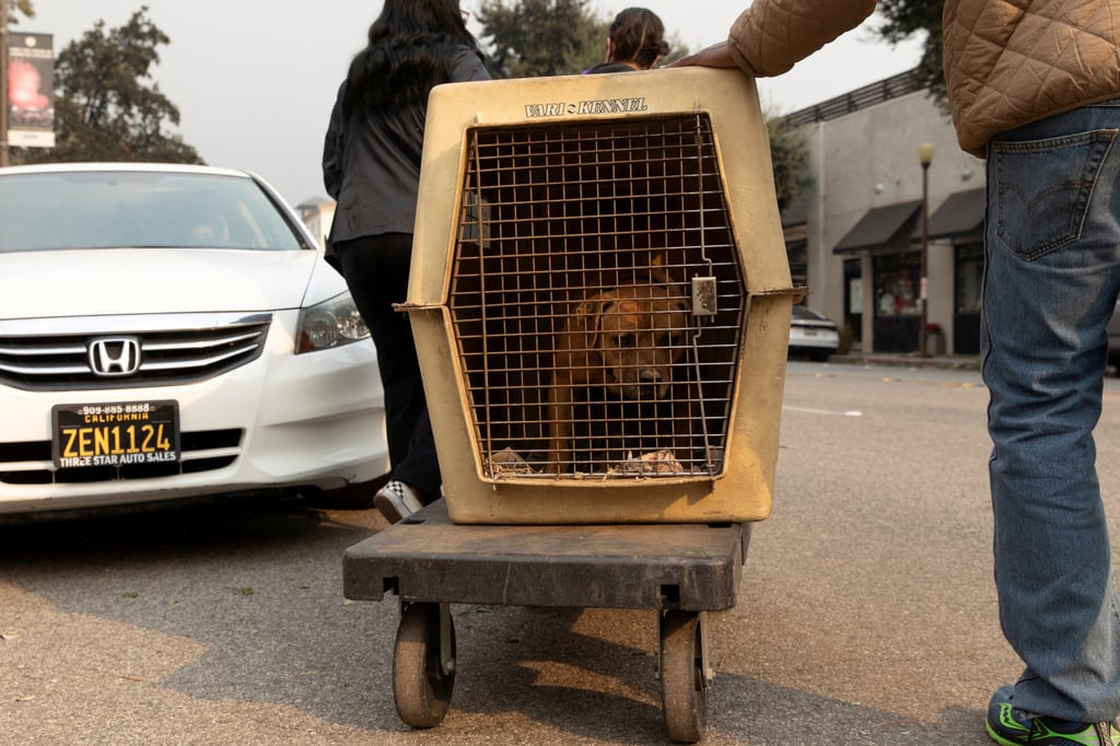 Evacuated residents from the Eaton Fire, carry a kennel with a dog as they seek shelter for it, at the Pasadena Humane Society in Pasadena, California. Photo: Reuters Evacuated residents from the Eaton Fire, carry a kennel with a dog as they seek shelter for it, at the Pasadena Humane Society in Pasadena, California. Photo: Reuters