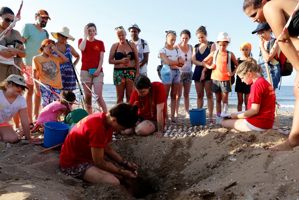 Tourists watch on as volunteers from North Cyprus’ Society for Protection of Turtles open a turtle nest to excavate trapped hatchlings before releasing them at night into the water at Alagadi Turtle Beach. Photo: AFP Tourists watch on as volunteers from North Cyprus’ Society for Protection of Turtles open a turtle nest to excavate trapped hatchlings before releasing them at night into the water at Alagadi Turtle Beach. Photo: AFP