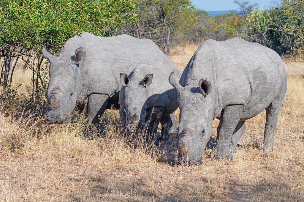 A rhino family grazes in Matobo National Park. Photo: Shutterstock A rhino family grazes in Matobo National Park. Photo: Shutterstock