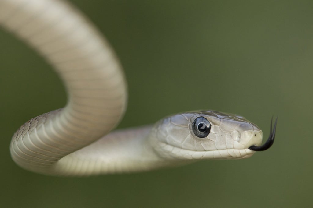 The Year of the Snake 2025 is not predicted to be a good one for Snakes, according to Chinese geomancy, who will experience unstable luck and relationship challenges. Photo: Shutterstock The Year of the Snake 2025 is not predicted to be a good one for Snakes, according to Chinese geomancy, who will experience unstable luck and relationship challenges. Photo: Shutterstock