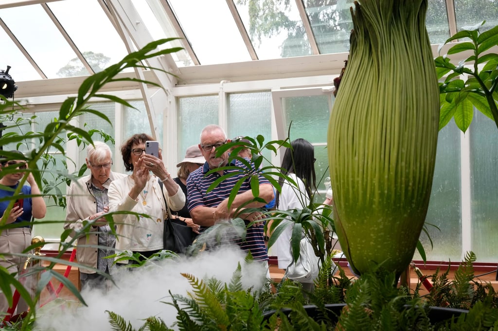 Tall, pointed and smelly, the corpse flower is scientifically known as amorphophallus titanium and is typically found in the Sumatran rainforest. Photo: AP Tall, pointed and smelly, the corpse flower is scientifically known as amorphophallus titanium and is typically found in the Sumatran rainforest. Photo: AP