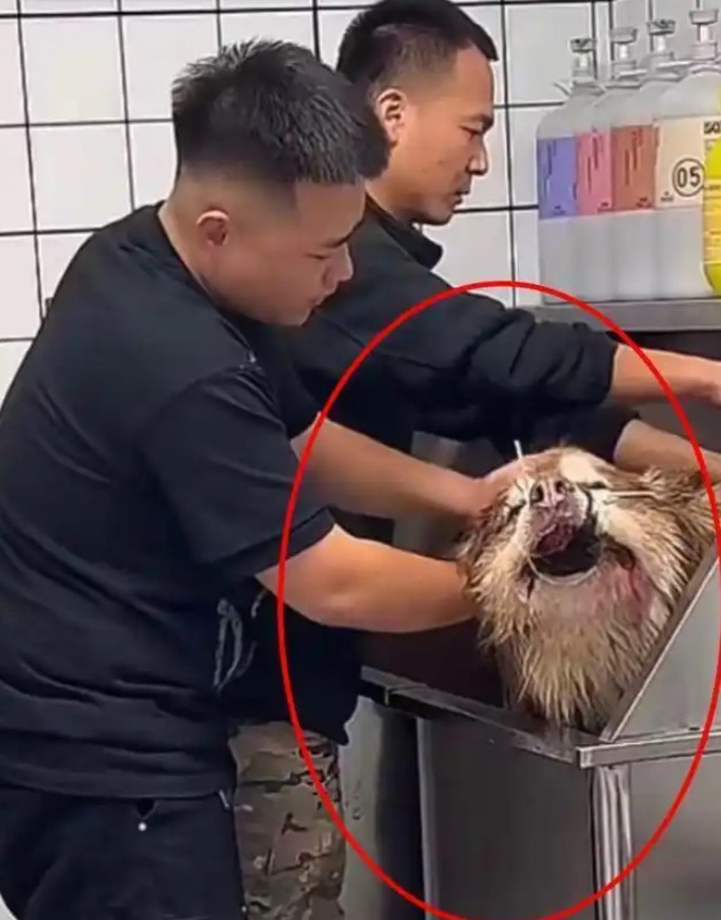 The dog was seen to be struggling while the influencer and a helper gave it a bath. Photo: Douyin The dog was seen to be struggling while the influencer and a helper gave it a bath. Photo: Douyin