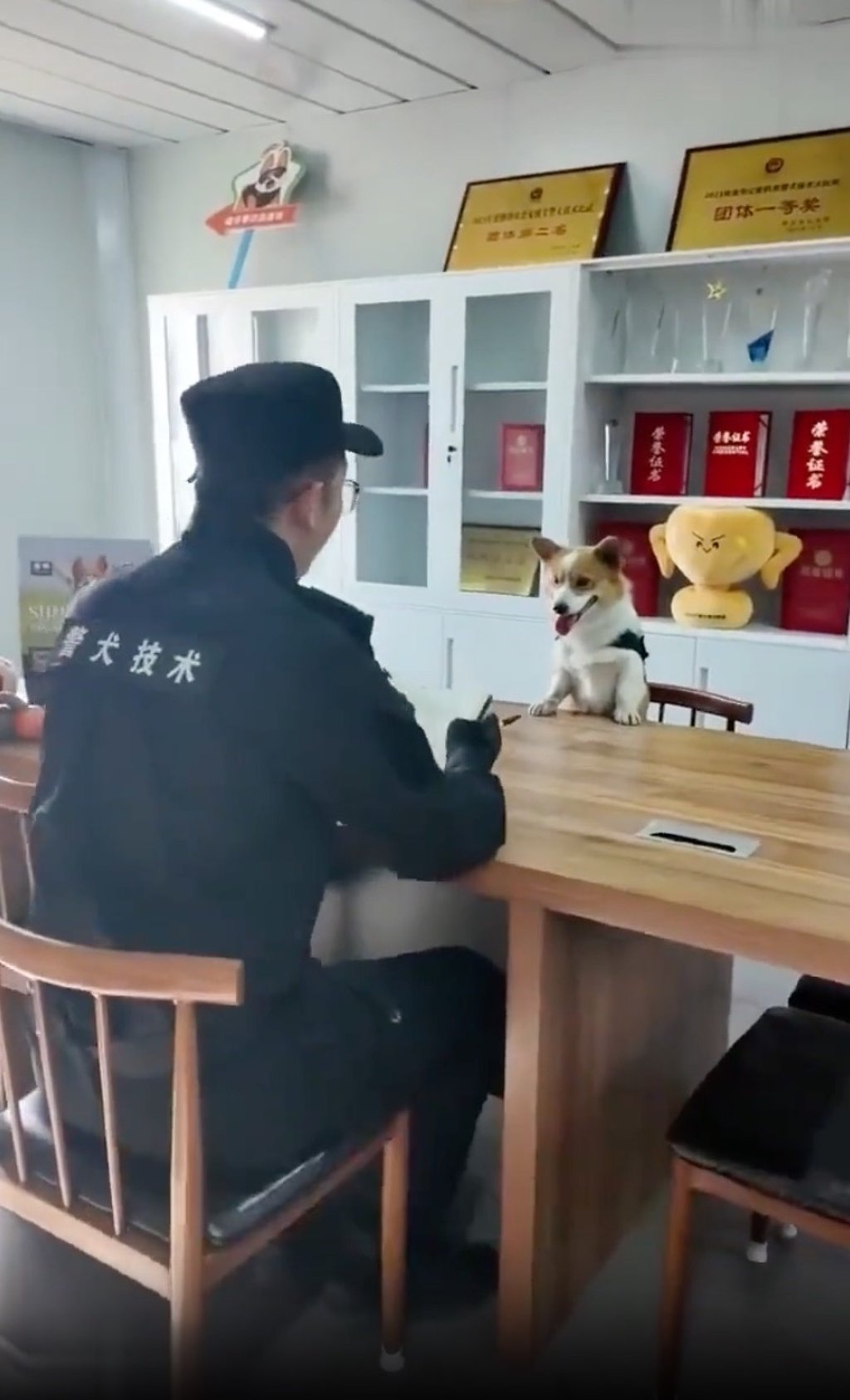 Fuzai the Corgi police dog holds a meeting down at the station with a handler. Photo: Douyin