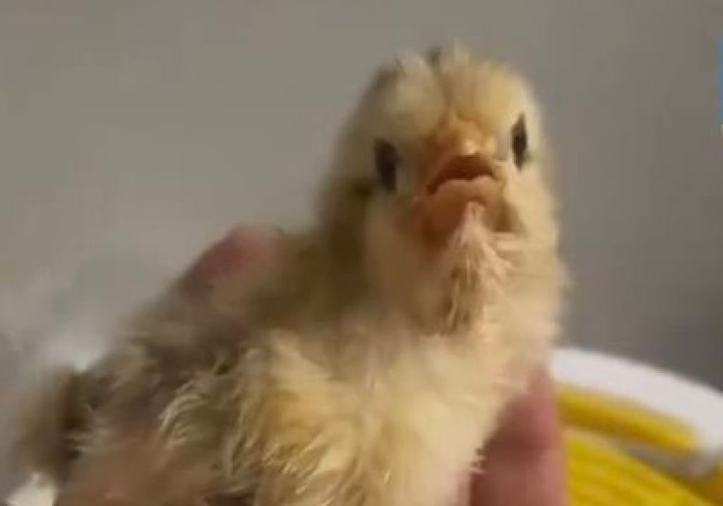 The unlucky young clucker was roasted to death by a woman trying to keep it warm. Photo: Weibo The unlucky young clucker was roasted to death by a woman trying to keep it warm. Photo: Weibo