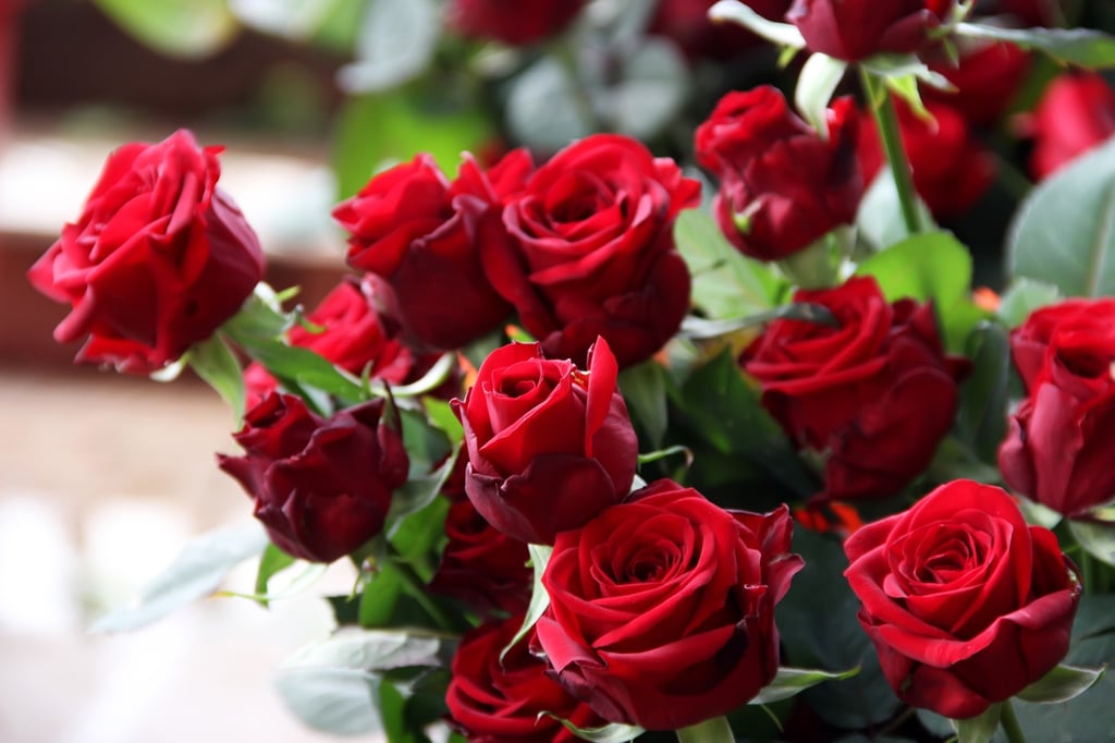 Decorating the southern part of your living space with red roses can bring luck in love for Roosters this year. Photo: Shutterstock Decorating the southern part of your living space with red roses can bring luck in love for Roosters this year. Photo: Shutterstock