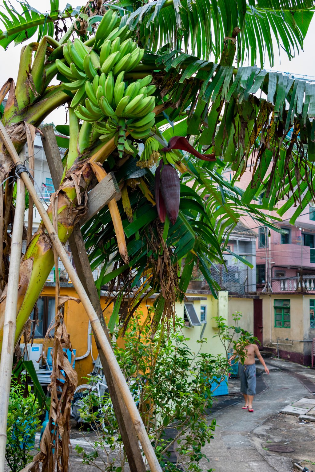 Banana plant with green bananas being supported by bamboo rods in a rural village in the New Territories, Hong Kong. Photo: Shutterstock
