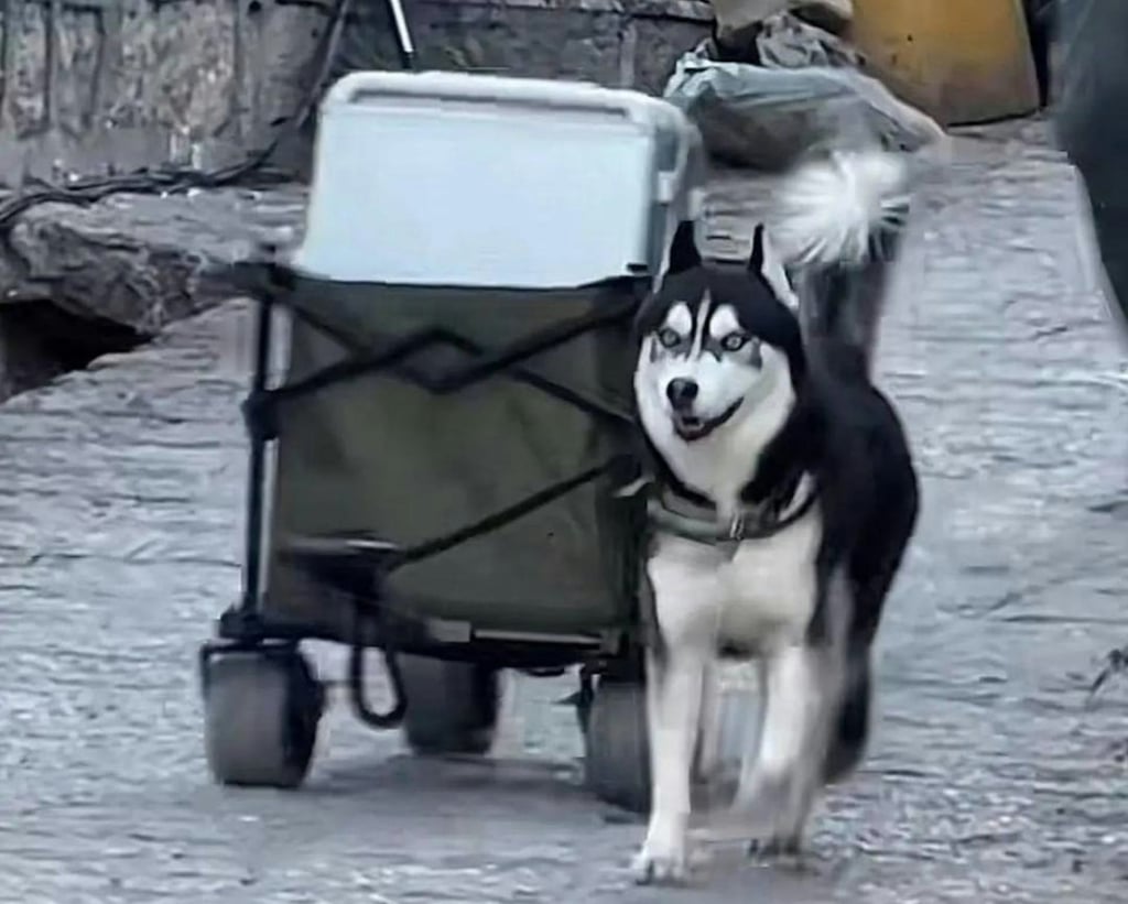 Hakimi the Husky has become a tourist attraction for his “work” transporting luggage to the homestay hotel. Photo: Weibo/chinapress Hakimi the Husky has become a tourist attraction for his “work” transporting luggage to the homestay hotel. Photo: Weibo/chinapress