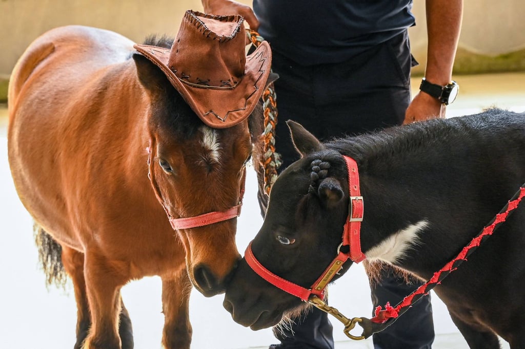 Miniature horses wait to interact with elderly residents at the NTUC Health Active Ageing Centre in Singapore on Tuesday. Photo: AFP