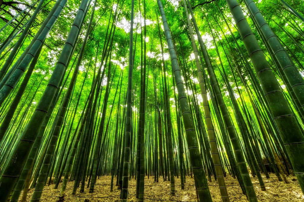 Bamboo is known for its rapid growth and high strength. Photo: Shutterstock Images Bamboo is known for its rapid growth and high strength. Photo: Shutterstock Images