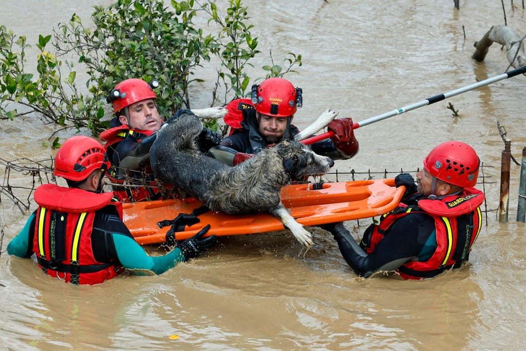 A dog being rescued from the floodwaters. Photo: EPA-EFE A dog being rescued from the floodwaters. Photo: EPA-EFE