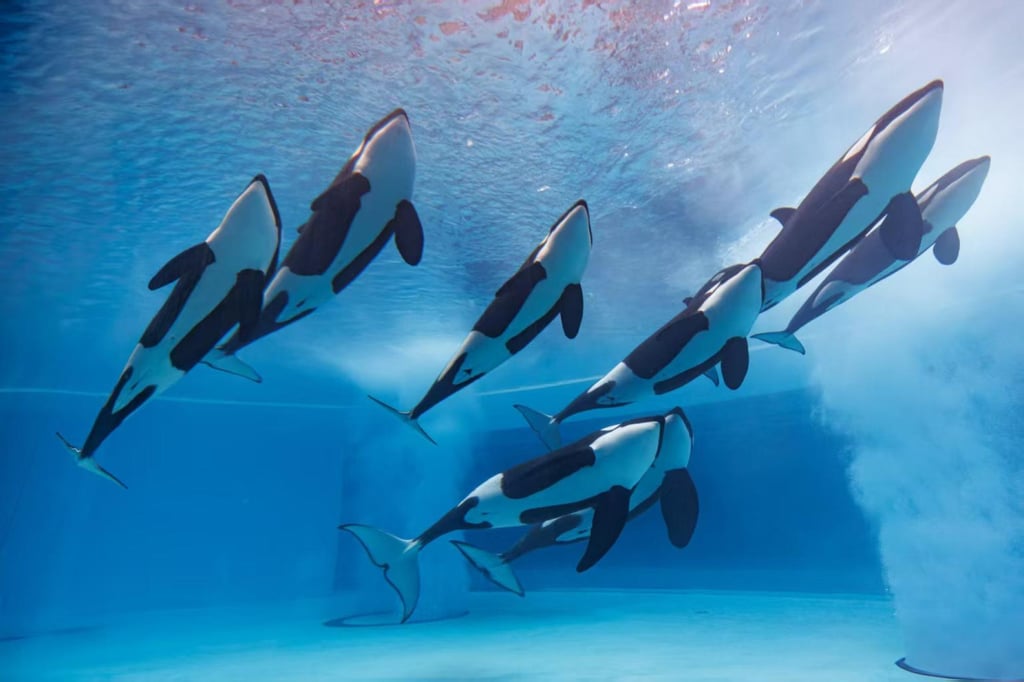 Orcas at the Chimelong Spaceship. Orcas at the Chimelong Spaceship.
