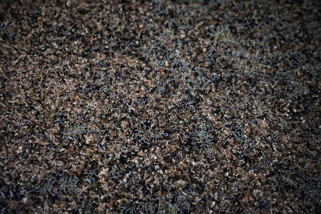 Worms are sometimes added to the fish sauce made in Nam O. Photo: AP Worms are sometimes added to the fish sauce made in Nam O. Photo: AP