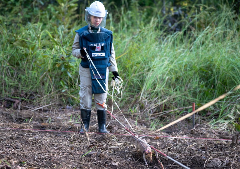 A handler walks with Ronin as the rat sniffs for landmines. Photo: AFP/Apopo A handler walks with Ronin as the rat sniffs for landmines. Photo: AFP/Apopo
