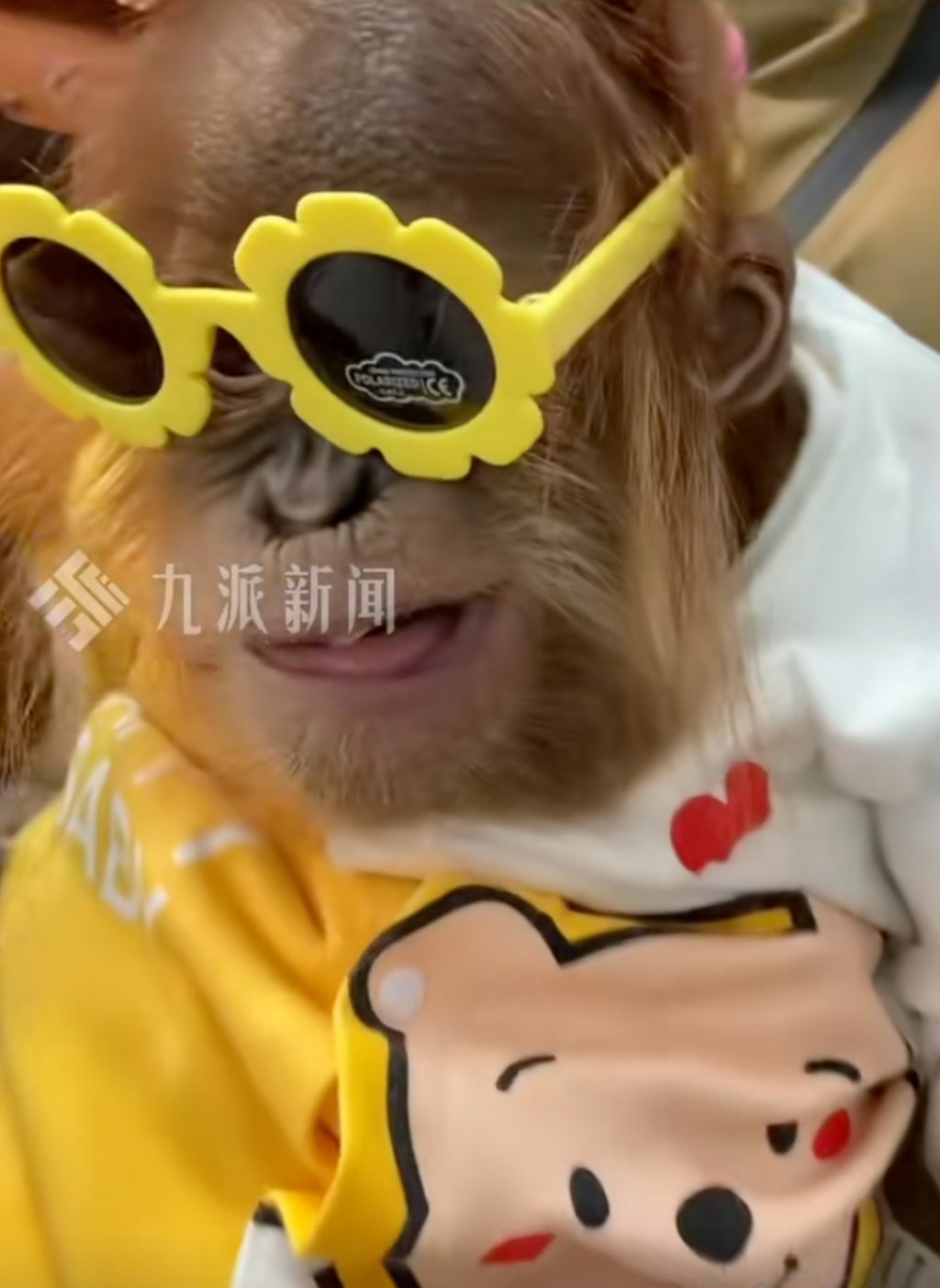 The eight-month-old online celebrity chimpanzee is popular with visitors. Photo: Handout