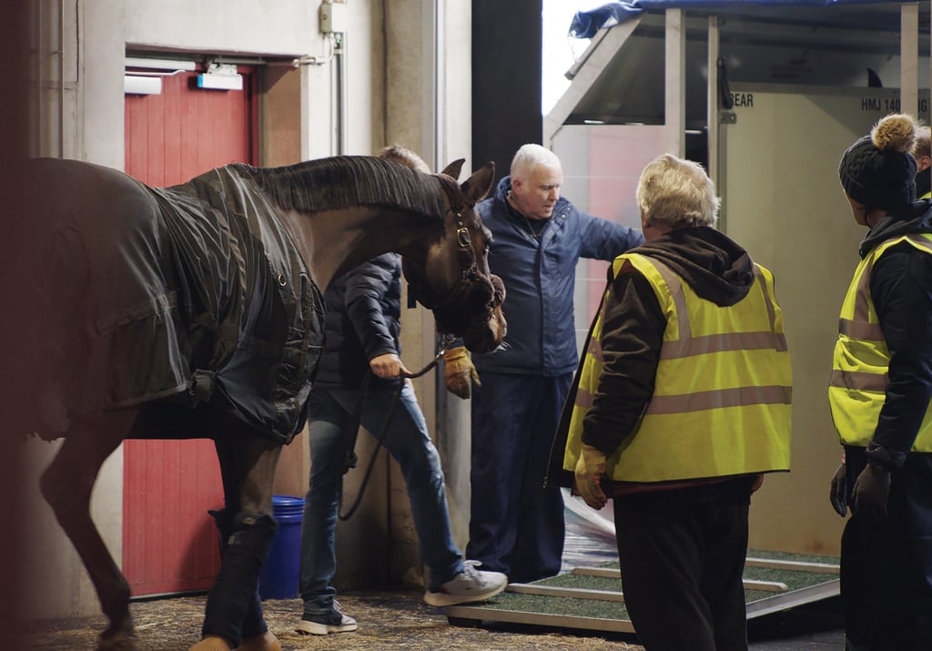 Horses from across the world wait to be transported to Hong Kong. Horses from across the world wait to be transported to Hong Kong.