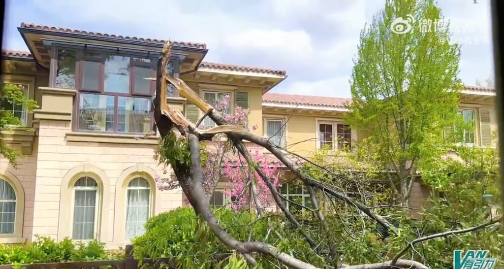 There were multiple reports of trees being blown down in the capital. Photo: Weibo/Van有引力