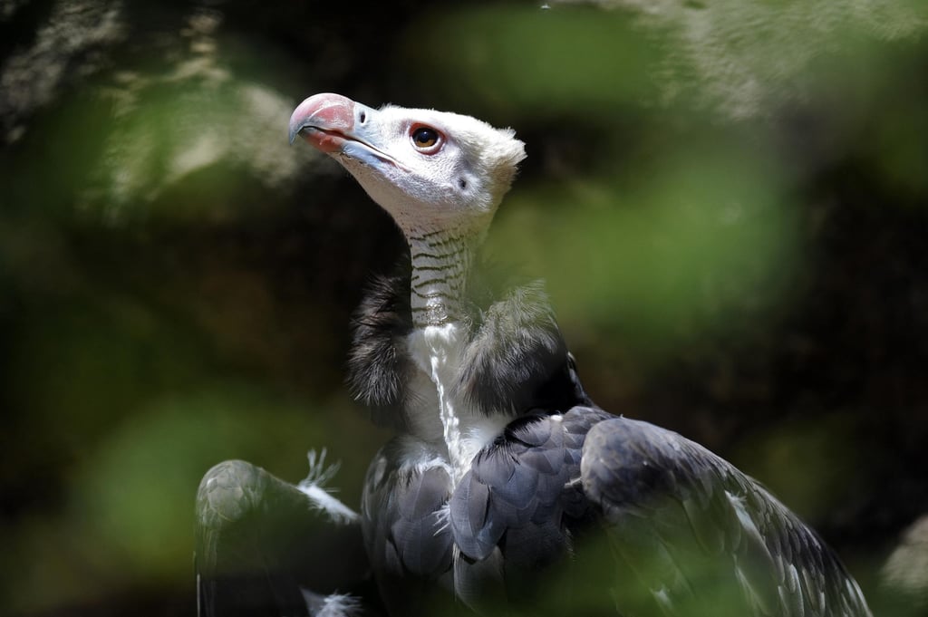A white-headed vulture at the Johannesburg zoo in South Africa. Vultures can help clean up ecosystems and reduce the chance of disease spreading, among other benefits. Photo: AFP A white-headed vulture at the Johannesburg zoo in South Africa. Vultures can help clean up ecosystems and reduce the chance of disease spreading, among other benefits. Photo: AFP