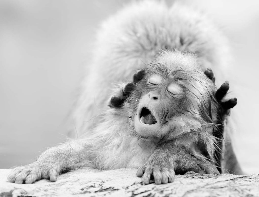 A photo of a baby snow monkey being massaged by its mother by Beusker. Photo: Instagram/larsbeusker A photo of a baby snow monkey being massaged by its mother by Beusker. Photo: Instagram/larsbeusker