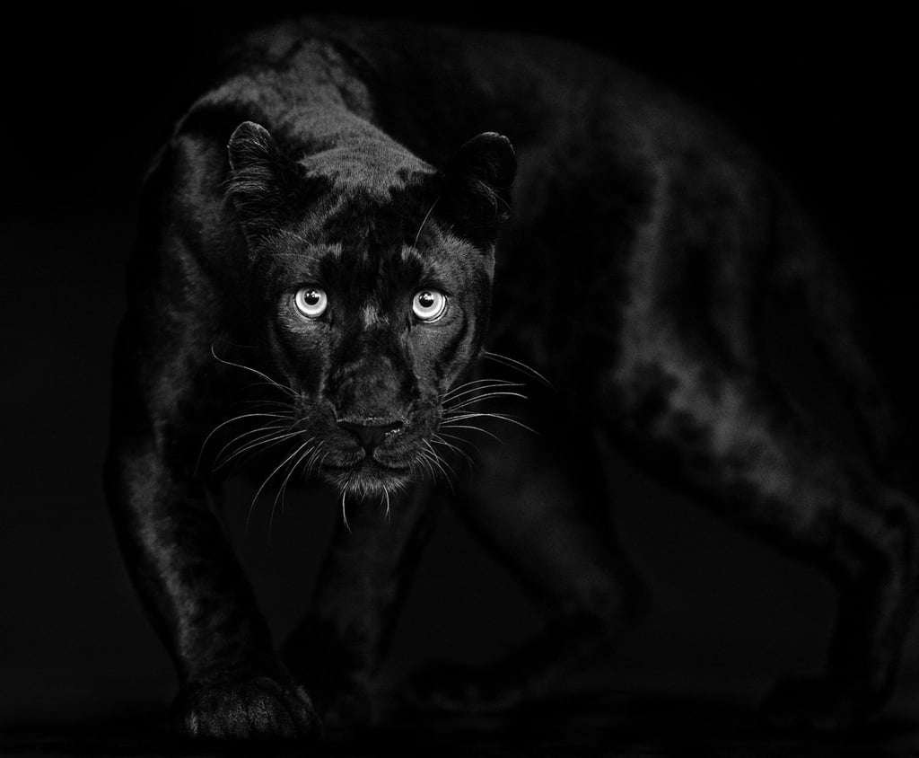 A photo of a panther by Beusker. Photo: Instagram/larsbeusker A photo of a panther by Beusker. Photo: Instagram/larsbeusker