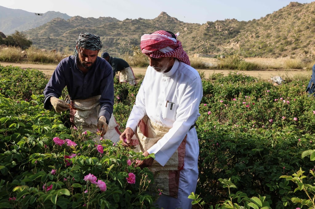 Khalaf Allah al-Talhi picks flowers alongside his workers on his plantation, where he says he cares for his roses “more than I care for my own children”. Photo: AFP Khalaf Allah al-Talhi picks flowers alongside his workers on his plantation, where he says he cares for his roses “more than I care for my own children”. Photo: AFP