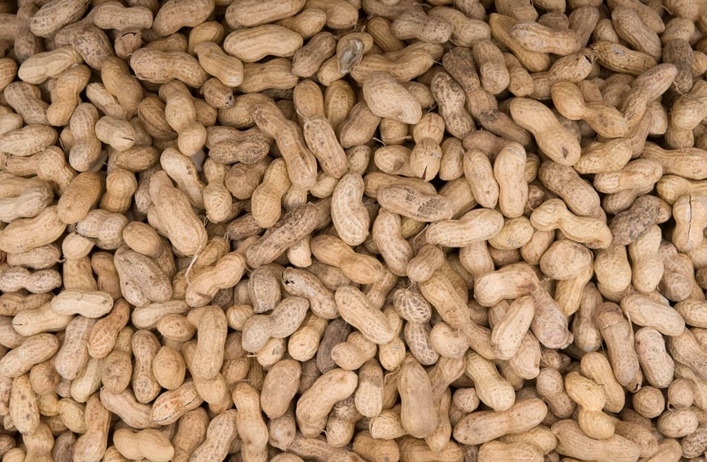 18 adults with a peanut allergy were successfully desensitised to peanuts in the new study. Photo: AFP 18 adults with a peanut allergy were successfully desensitised to peanuts in the new study. Photo: AFP