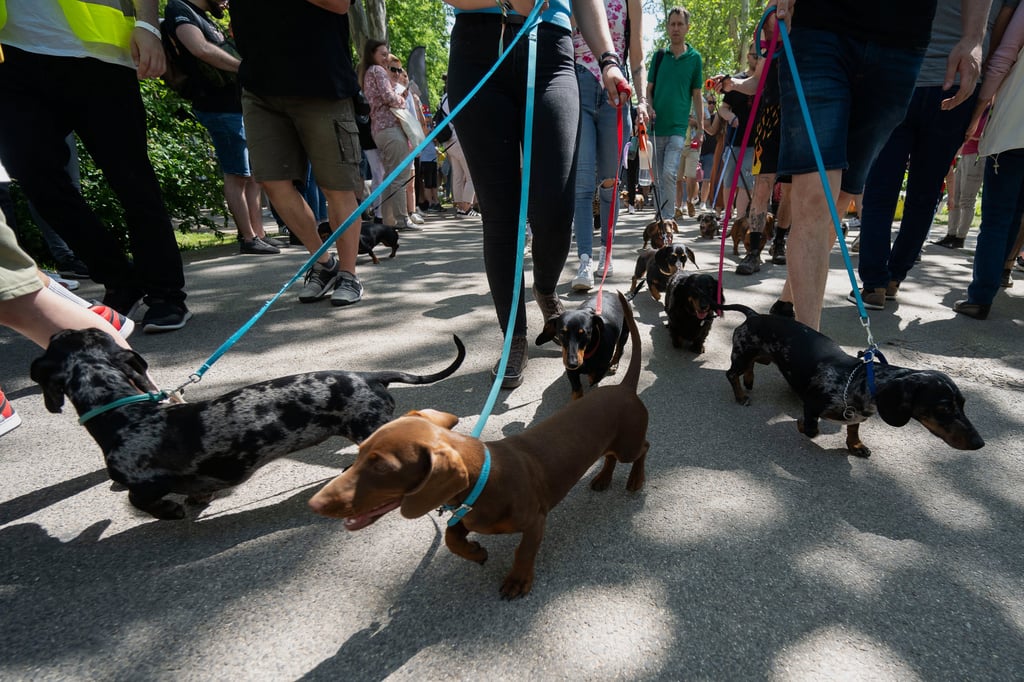 Dachshunds and their owners take part in an attempt to set Hungary’s record for the largest dog walk of a single breed, at Budapest City Park on Thursday. Photo: AP Dachshunds and their owners take part in an attempt to set Hungary’s record for the largest dog walk of a single breed, at Budapest City Park on Thursday. Photo: AP
