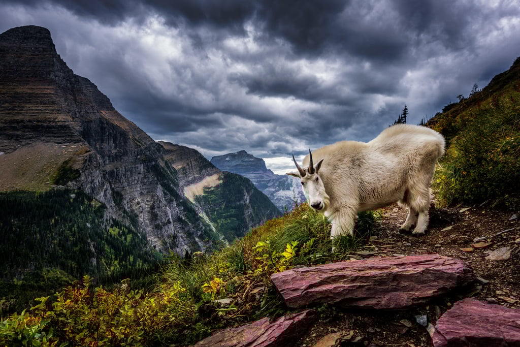 Rocky Mountain goat in Glacier National Park, Montana. A young Monti Lai used to spend time in the park with a National Geographic photographer shooting pictures of the goats. Photo: Getty Images Rocky Mountain goat in Glacier National Park, Montana. A young Monti Lai used to spend time in the park with a National Geographic photographer shooting pictures of the goats. Photo: Getty Images