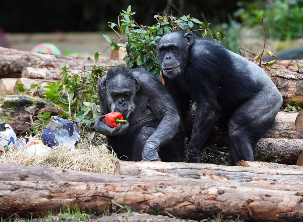 Gill and Chippie play with papier-mache Easter eggs filled with healthy treats. Photo: dpa Gill and Chippie play with papier-mache Easter eggs filled with healthy treats. Photo: dpa