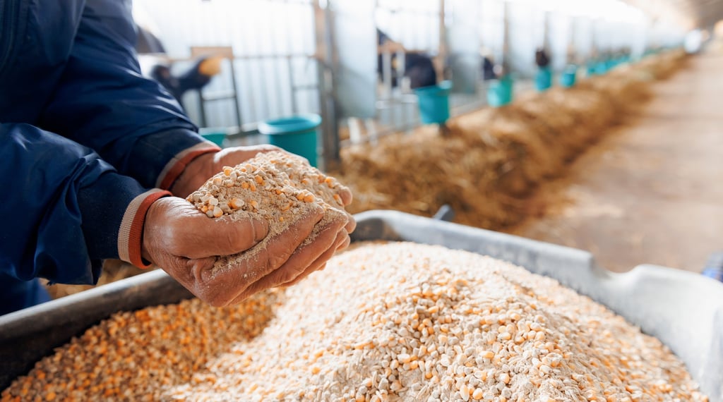 The overuse of antifungals in farming, including in animal feed, is increasing resistance in pathogenic fungi. Photo: Shutterstock The overuse of antifungals in farming, including in animal feed, is increasing resistance in pathogenic fungi. Photo: Shutterstock