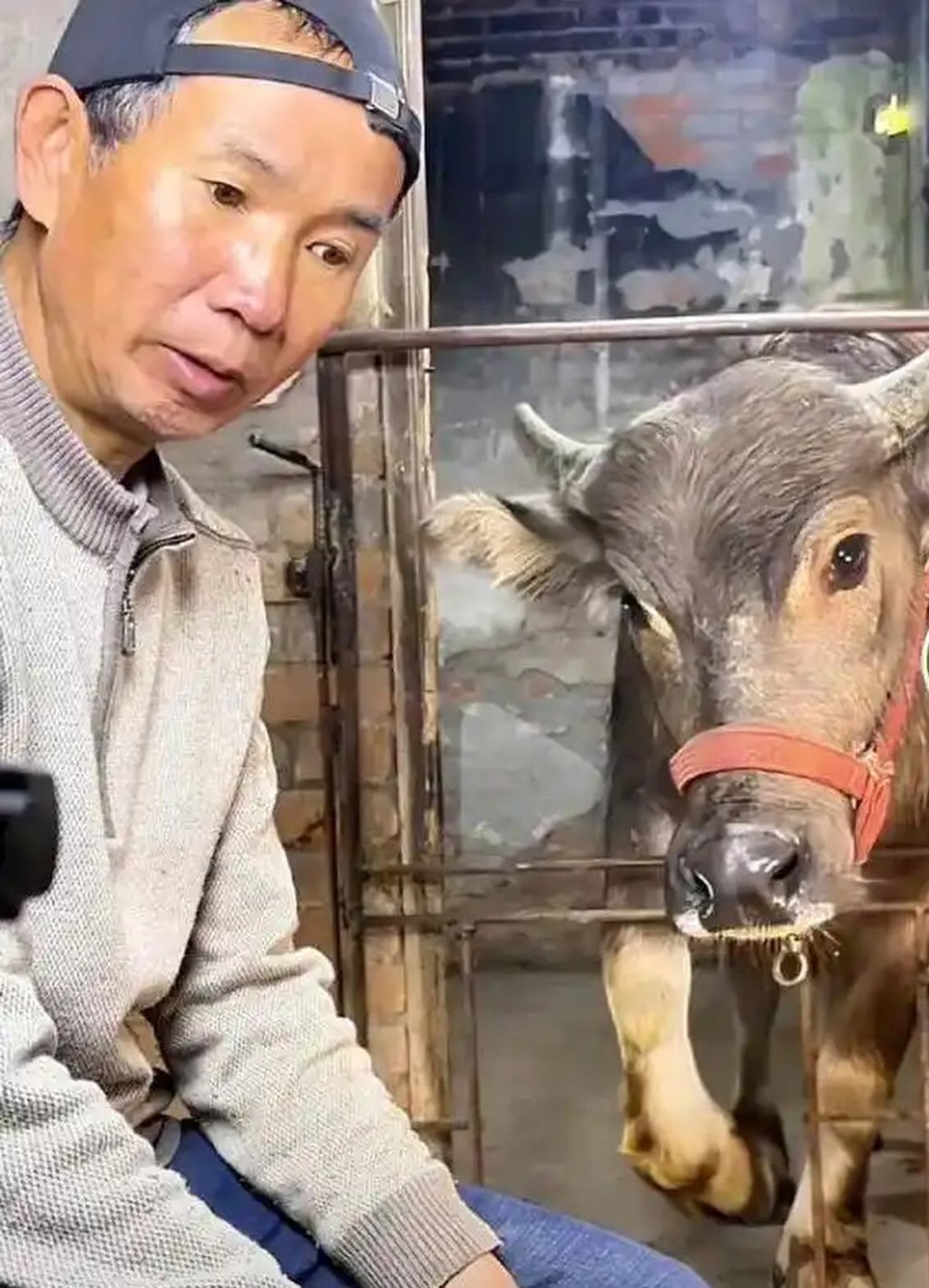 Luo’s online videos about raising cattle have attracted tens of thousands of followers to his social media account. Photo: Baidu Luo’s online videos about raising cattle have attracted tens of thousands of followers to his social media account. Photo: Baidu