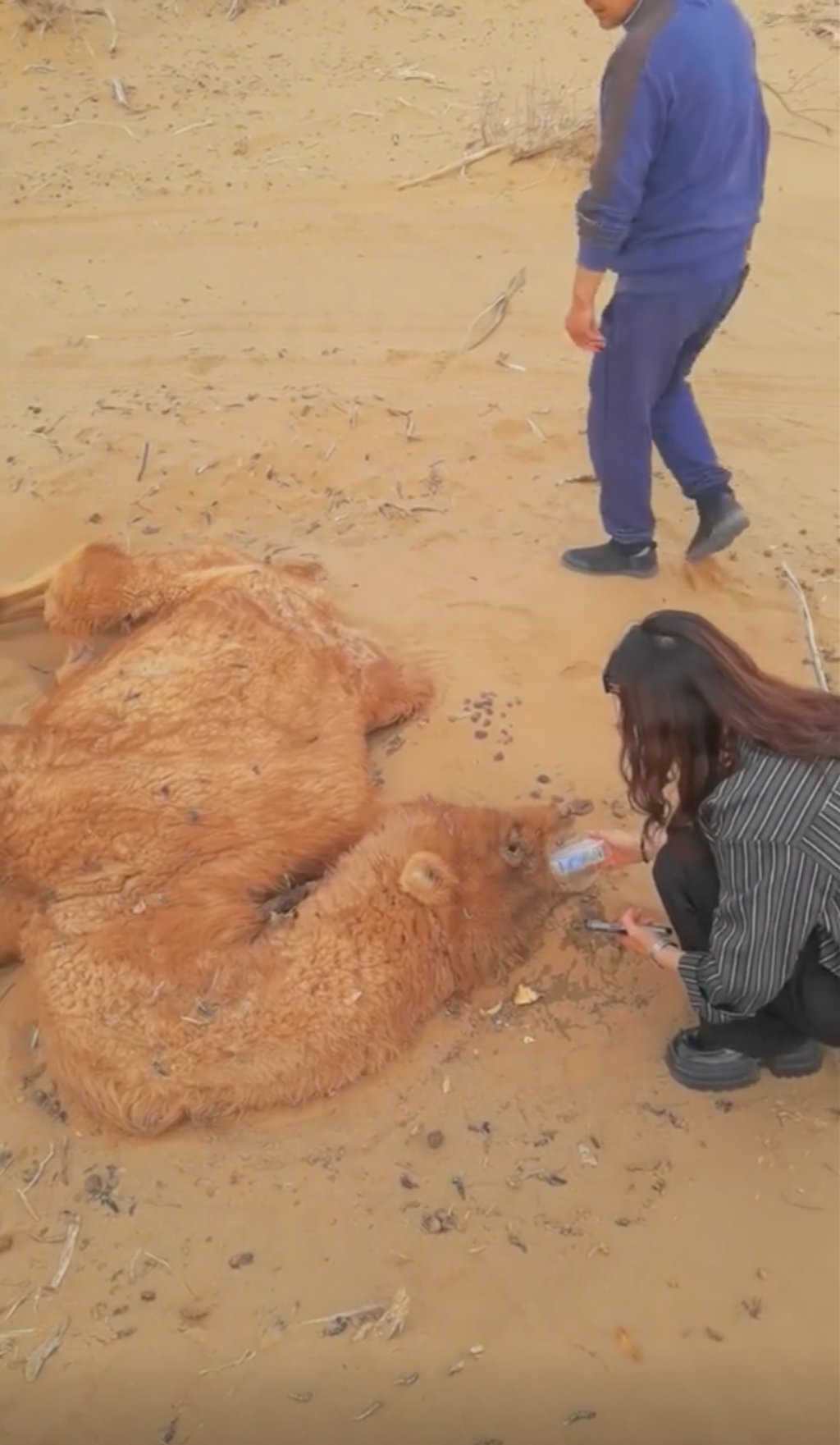 A video posted online shows Haier helping the collapsed camel by giving it water. Photo: Douyin A video posted online shows Haier helping the collapsed camel by giving it water. Photo: Douyin