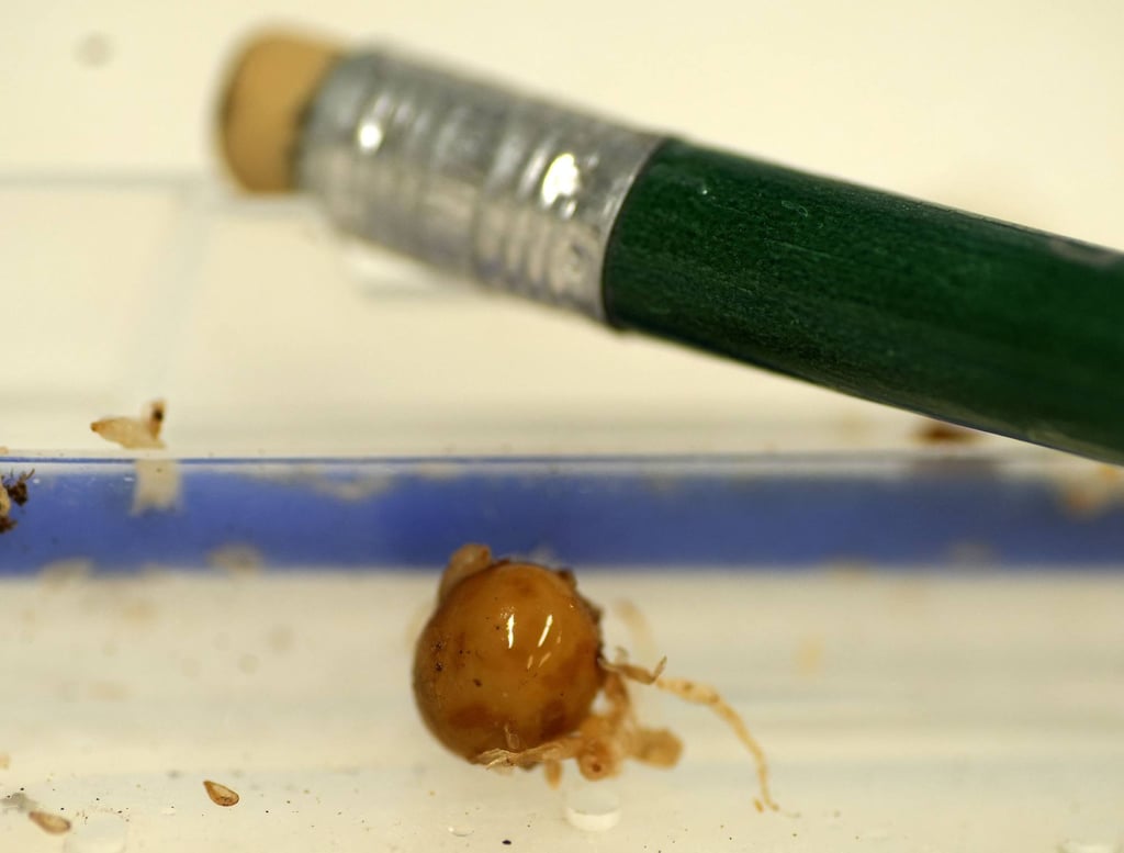 An egg laid by a Mount Augustus snail through its neck in Hokitika, New Zealand. Photo: New Zealand Department of Conservation/AFP An egg laid by a Mount Augustus snail through its neck in Hokitika, New Zealand. Photo: New Zealand Department of Conservation/AFP