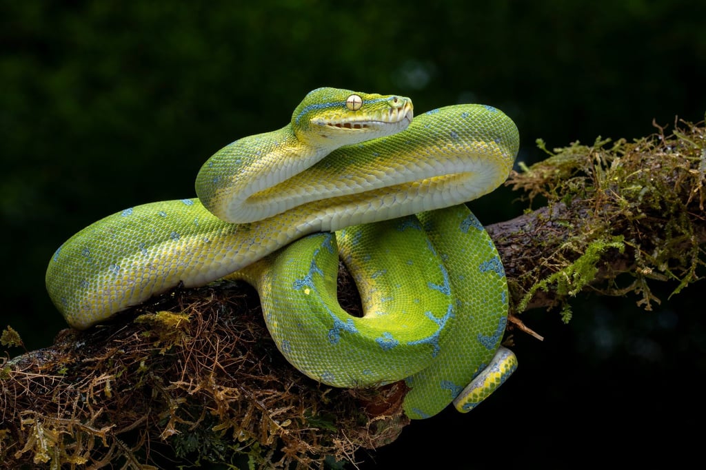 The green tree python, also known as the emerald green python. Photo: Shutterstock The green tree python, also known as the emerald green python. Photo: Shutterstock