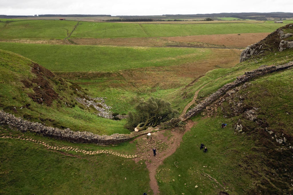 The felled Sycamore Gap tree is seen on Hadrian’s Wall in Northumberland on September 29, 2023. Photo: PA via AP The felled Sycamore Gap tree is seen on Hadrian’s Wall in Northumberland on September 29, 2023. Photo: PA via AP