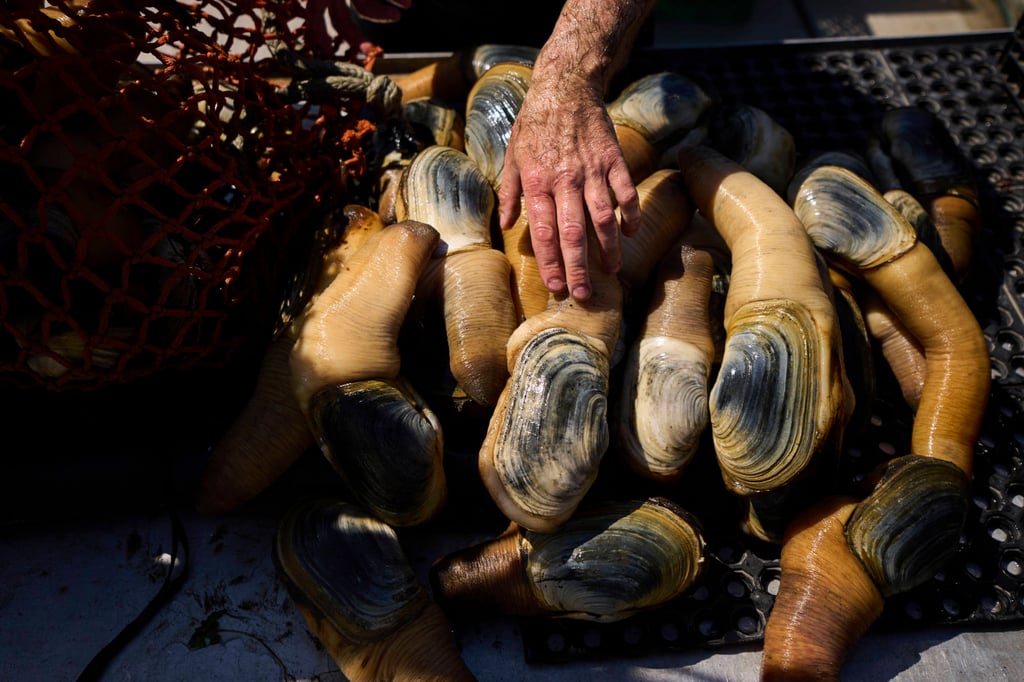 A bag of harvested geoducks on a boat in Washington state. Photo: AP A bag of harvested geoducks on a boat in Washington state. Photo: AP