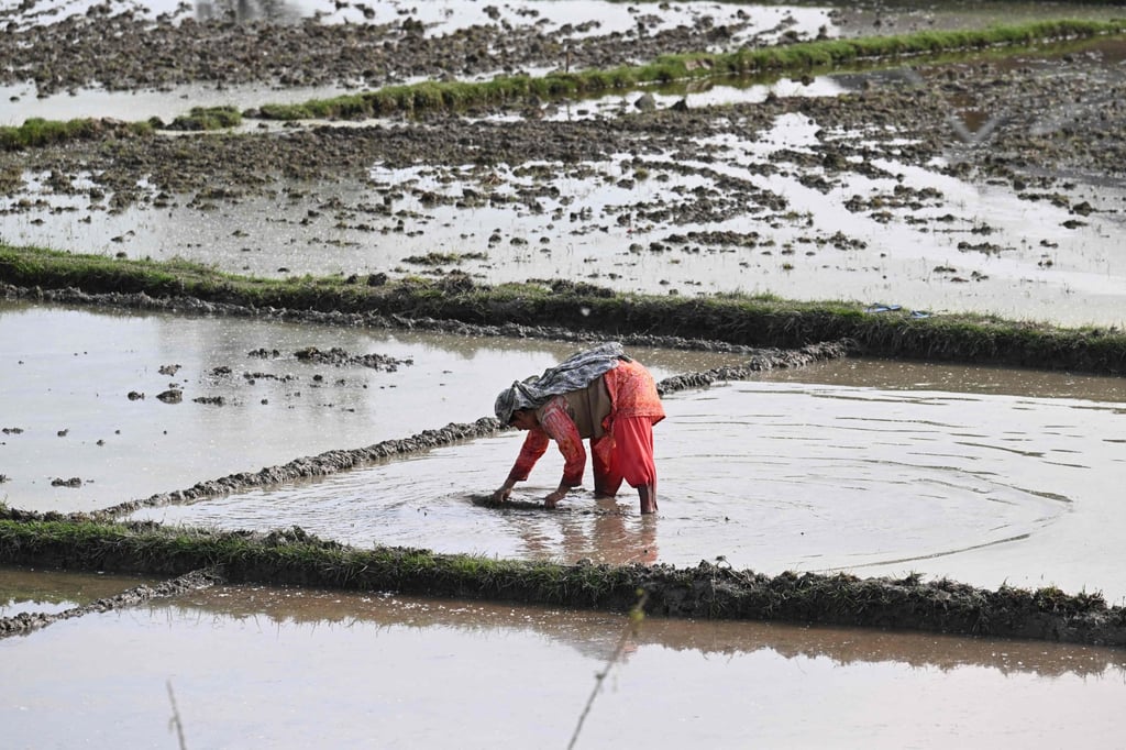 A farmer works in a paddy field in Anantnag district, south of Srinagar, on May 6. Agriculture accounts for 16 per cent of India’s gross domestic product. Photo: AFP A farmer works in a paddy field in Anantnag district, south of Srinagar, on May 6. Agriculture accounts for 16 per cent of India’s gross domestic product. Photo: AFP