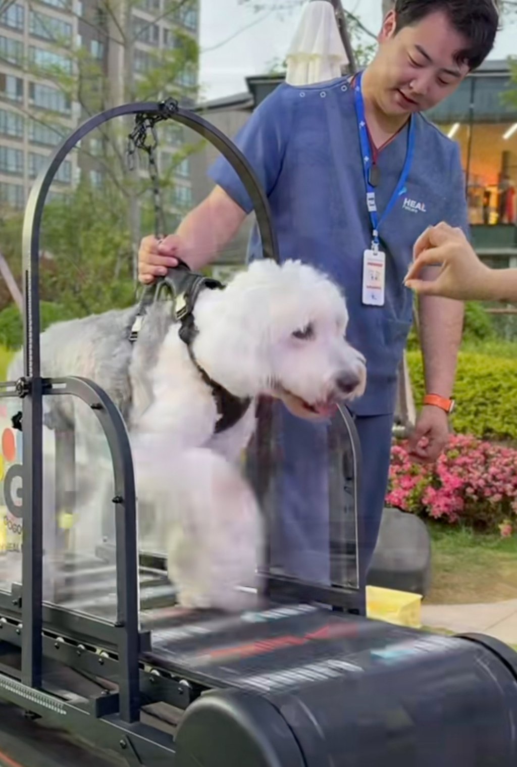 A dog takes to the treadmill in trials for the soon-to-be opened pet fitness centre. Photo: Handout A dog takes to the treadmill in trials for the soon-to-be opened pet fitness centre. Photo: Handout