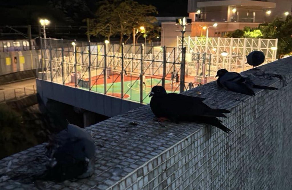 Four pigeons have been found glued to the top of a wall in Tsuen Wan, but a police investigation into suspected animal abuse has been affected by a lack of CCTV cameras in the area. Photo: HK Animal Post