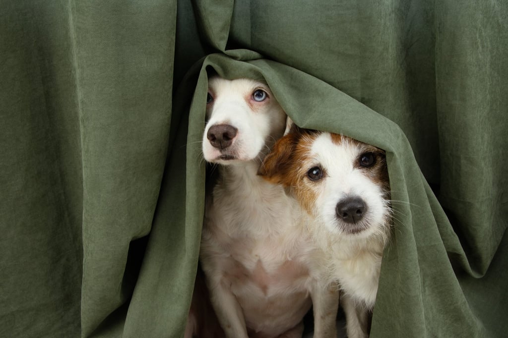 Puppies or very young dogs should only be left alone for short periods, say dog trainers and animal welfare experts. Photo: Shutterstock Puppies or very young dogs should only be left alone for short periods, say dog trainers and animal welfare experts. Photo: Shutterstock