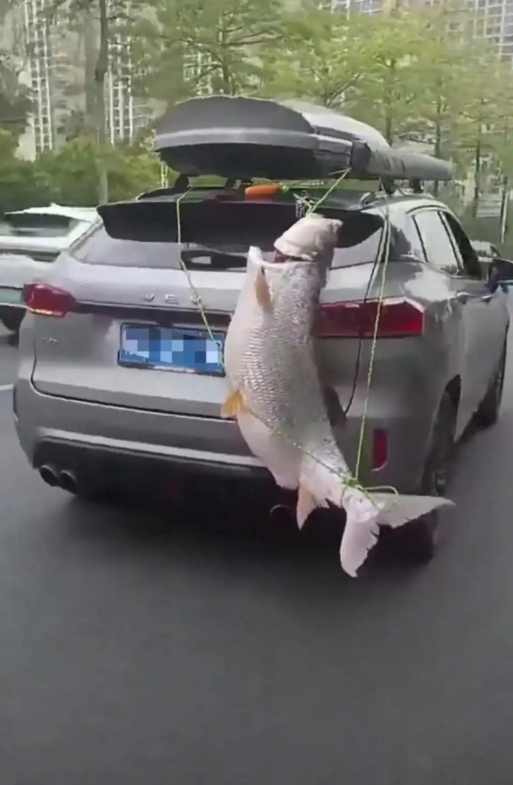 The keen angler tied the huge fish to the back of his vehicle using rope. Photo: Baidu The keen angler tied the huge fish to the back of his vehicle using rope. Photo: Baidu
